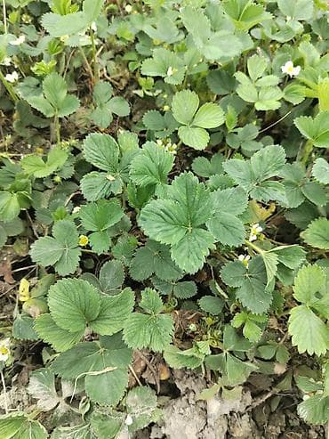 urək tort şəkilləri: Ciyelek stilleri satilir. Murona, albino sortlaridi qarisiqdi. 0.20 — 8