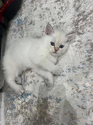 Pişiklər: Məhsul: Pişik üçün sarı geyim (qolçinsiz) - Rəng: Parlaq sarı, qara — 2