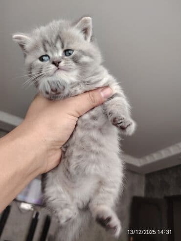 şotland pisik: Şotland, Erkək — 7