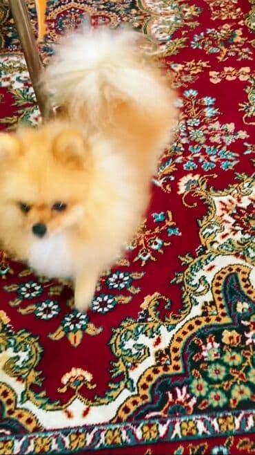 дрессировка собак баку: Şpitz — 7