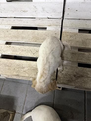 Digər heyvanlar: Cek rassel teryer, 3 ay, Erkek — 1