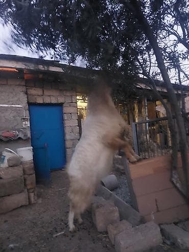 Akvariumlar: Erkək, il: 2, Damazlıq — 2