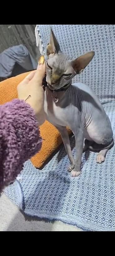 gence pisik: Sfinks — 5