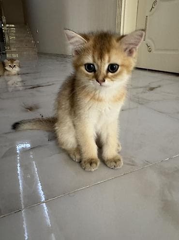 pisiy: Qızıl şinşilla — 6