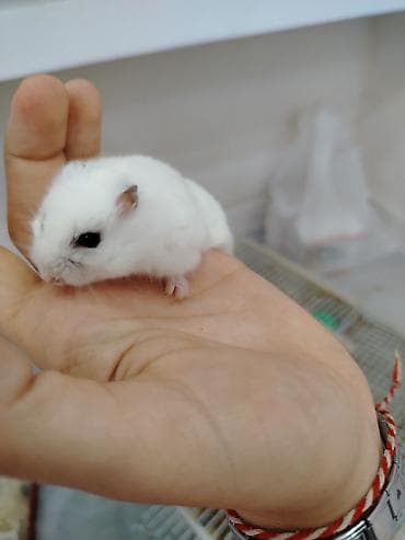 gəlincik heyvan: Cırtdan hamsterlər – Dwarf Hamster balaları 3 dənədi 2 ağ dişi 1 qara — 4
