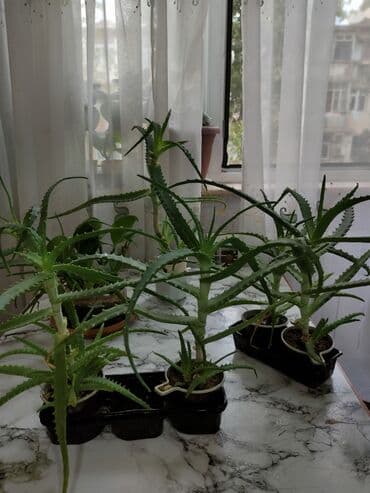 где купить алоэ вера: Aloe vera bitkiləri müxtəlif ölçülərdə və formalarda mövcuddur. Bu — 2
