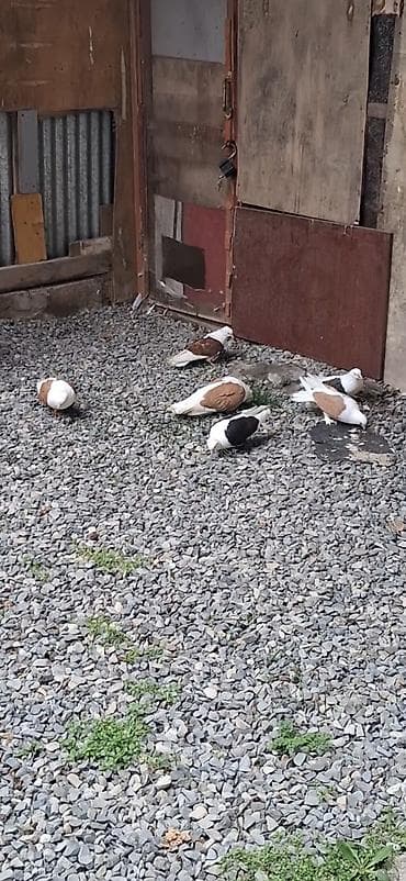 qara peleng sekilleri: Quşlar göz qabağındadı vaxtım olmadığı üçün baxa bilmirəm heyvanların — 6
