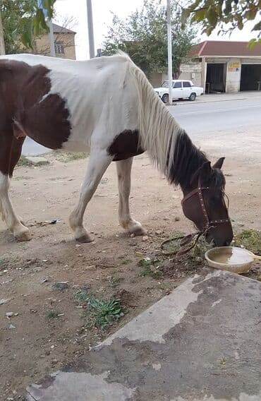 ərəb dovşanı: Erkək, Ərəb, il: 4, Pulsuz çatdırılma — 8