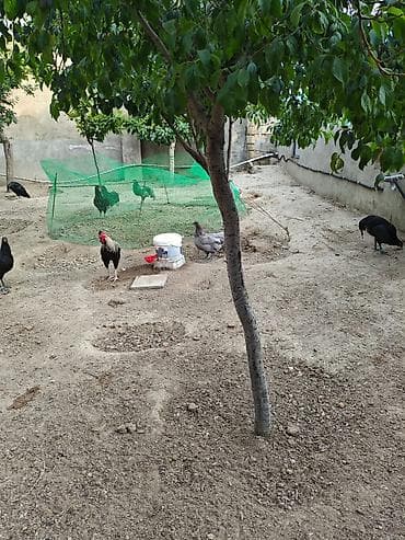 quş yarım tip: 6 ayliq xoruz dur 3 klo.yarim eti.var unvan Bileceri — 3