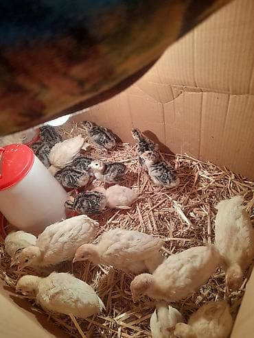 hinduska yumurtasi: Ag Kanada hindusqa cuceleri satilir 25 gunluk var sonu 15 man 10 — 1