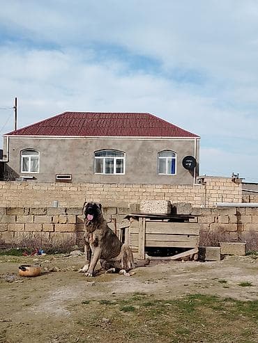 taksa iti satilir: Kanqal, 9 ay, Dişi — 2