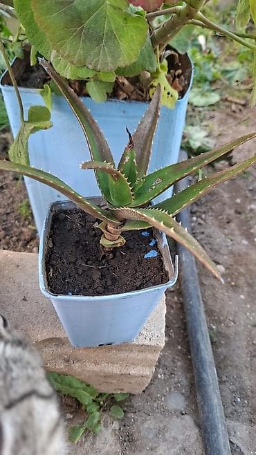 Aloe vera – saksıda dekorativ sukulent - Bitki növü: Aloe vera