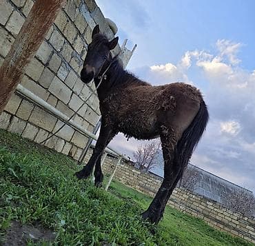 Salam aleykum dişi dayça satılır Gənc at – qəhvəyi rəngdə, qara