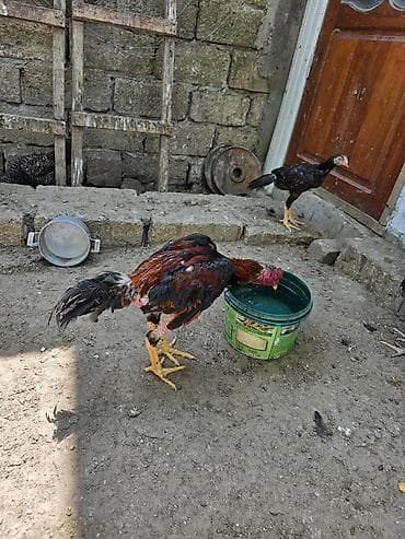 goyercin berde type 0: Satılır.Real alıcılar narahat eləsin.Aktiv heyvandı.Heç bir problemi — 1