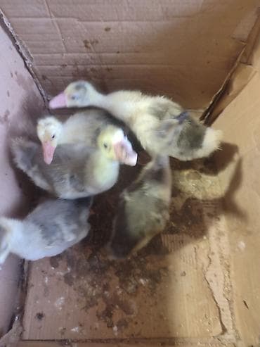 Gəmiricilər: Qaz balası 1 aylıq — 4