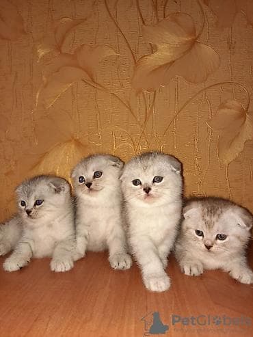 Шотландская