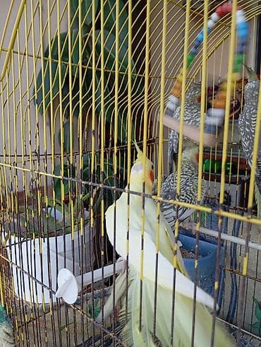 Salam tam sağlam korellalardir sağlamlıqlarina başımnan cavabdehem — 4