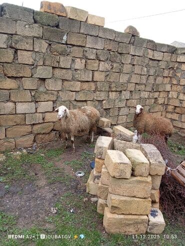cau cau iti satilir: Dişi bala ilə ana bala qoyun satılır istəyən olsa yazsın video sun — 6