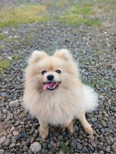 Şpitz, 2 il, Erkek, Ünvandan götürmə, Ödənişli çatdırılma, Rayonlara çatdırılma