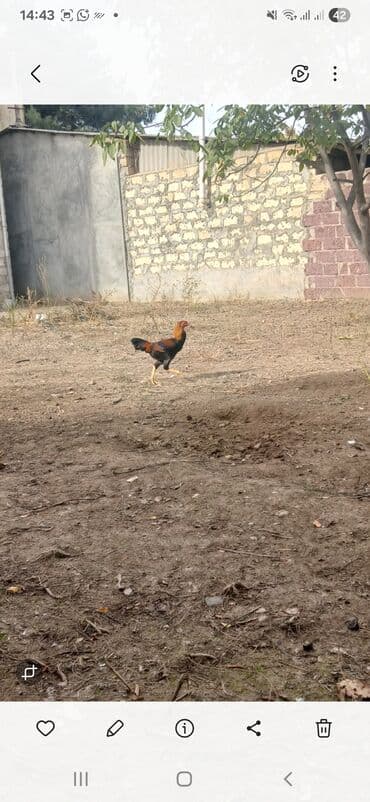 gence toyuq cuce: -Heyratı 6 ayının içindədi qiymət 100 man — 1