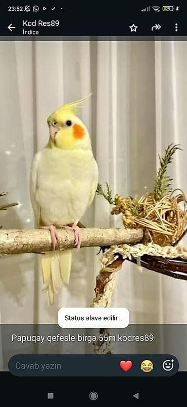 korella tutuquşu: Növbəti məhəbbətli ev quşu – nimfa (cockatiel) papuqayı. Açıq — 1