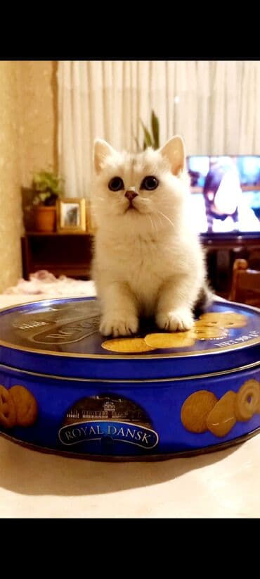 pişikler: Britan, Dişi, Yaxşı əllərə, Ünvandan götürmə — 1