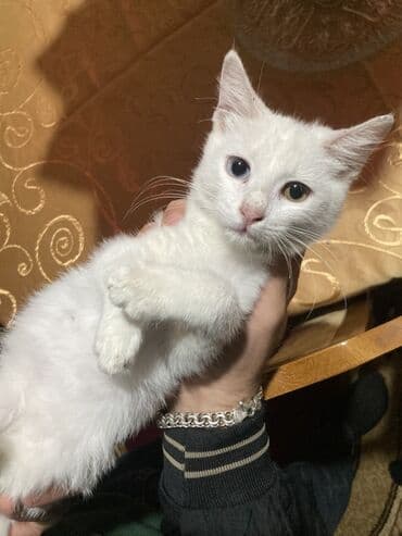 pişik ağ: Ağ tüklü, heteroxromiyalı balaca pişik. Xüsusiyyətlər: - Tam ağ — 1