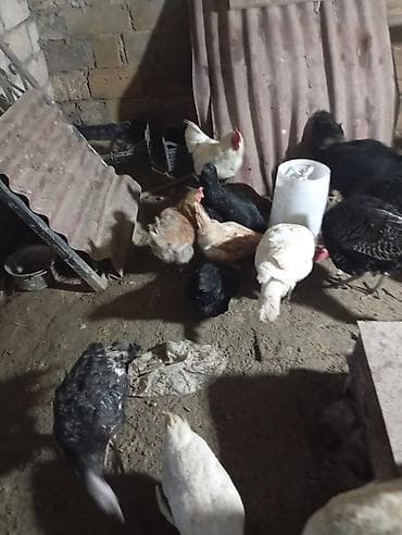 xarkov toyuqlar: Toyuq, Damazlıq — 3