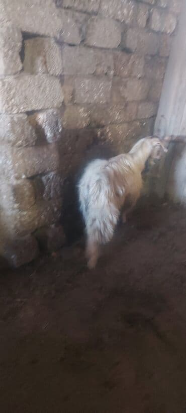 çəpiş satışı: Erkək çəpiş 170 azn — 2