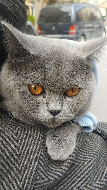 золотая шиншилла купить: Британская, Самец — 1