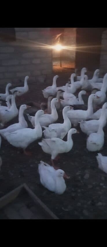 ozturkler qaz: Dişi, Damazlıq — 1