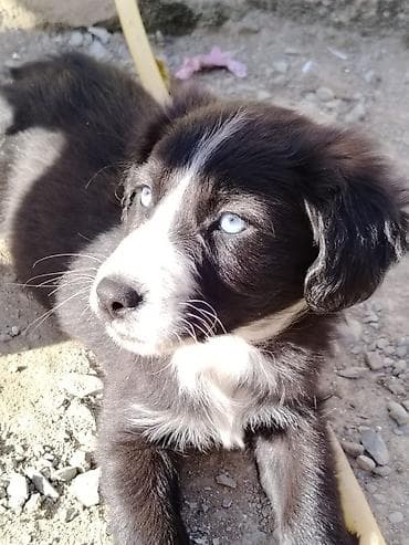 labrador it: 2 ay, Dişi, Peyvəndli, Ödənişli çatdırılma — 2