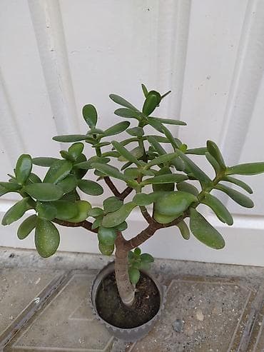 tulpan sekilleri: Otaq bitkiləri dəsti – dekorativ yaşıl və rəngli növlər Tərkib: - — 5