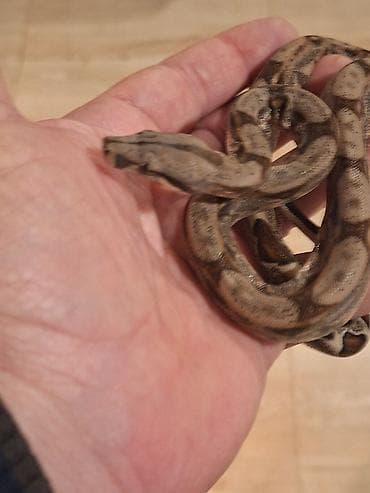 tulku tələsi: Boanın balası – əlvən, sakit təbiətli ekzotik ev heyvanı - Növ — 1