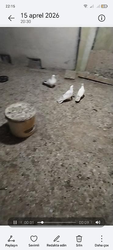 bildircin quşu: Goy quyruğ armon quyruğ mayadi ağ erkeydi hazir cutdu yumurtaya qovur — 5