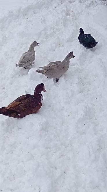 ana ari satisi: Putun növ heyvanların satışı var size ne cür heyvan lazimdasa bize — 2