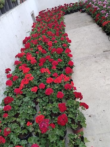 gubre: Saksıda sardunya (geranium) çiçəkləri - Növ: Pelargonium (sardunya) – — 4