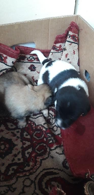 ev pisiyi satisi: Zvanok balaları satılır. Erkək də var, dişi də. Qurd dərmanları — 5