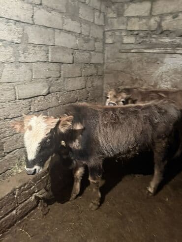 Satılır: Dana - Növ: Qaramal (dana) - Say: Şəkillərdə 2 baş - Rəng