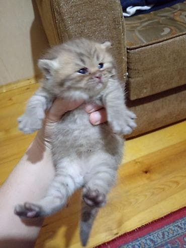 pişik: Britan — 8