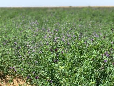 сдается 3 комнатная квартира: 40000 sot, Kənd təsərrüfatı, Mülkiyyətçi, Müqavilə — 9