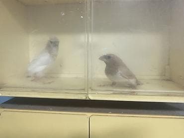 Digər heyvanlar: Benqal amadini
Qiymet 2 ne aitdi
Quwlar Razinde — 3