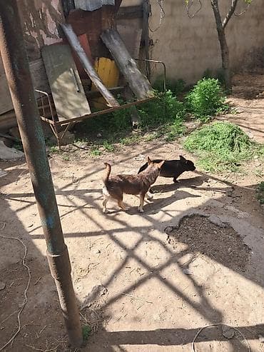 coban iti satisi: Zvonok, Dişi — 2