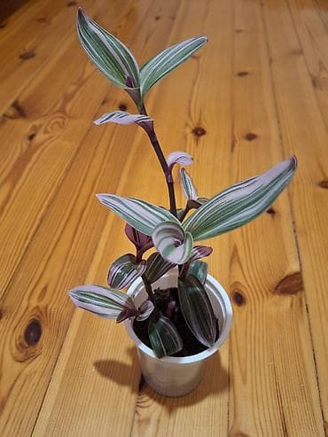 bitki guli: Daxili dekor üçün 3 ədəd saksı bitkisi dəsti - Syngonium podophyllum — 6