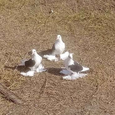 qizil qus: Kom 9 eded quşdu satişda 5 eded qoşa cep lelekli bir cüt yumrtaya — 1