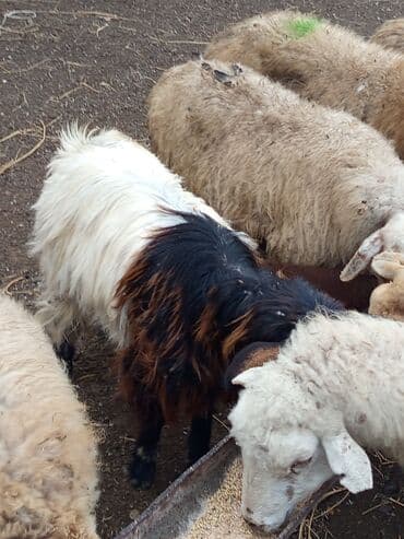 cins iney: Super kök çəpiş 12 kq təmiz əti var TƏCİLİ SATILIR VATSAP 0503938685 — 1