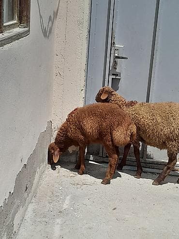Ikisidə erkəkdir super kök quzulardı qırmızı quzu 275 boz quzu 300 m lalafo.az -da Ikisidə erkəkdir super kök quzulardı qırmızı quzu 275 boz quzu 300 m