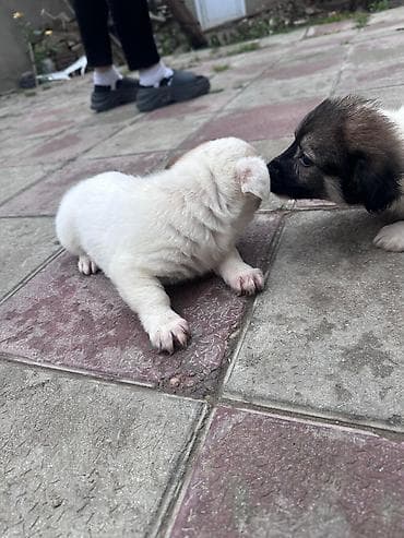 Gəmiricilər: 3 ay, Peyvəndli — 7