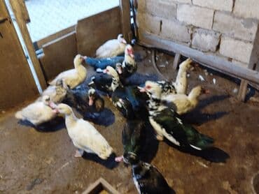 Audi: Muscovy ördəkləri (indooutka) – qrup halında - Rənglər: ağ, qara-ağ — 6