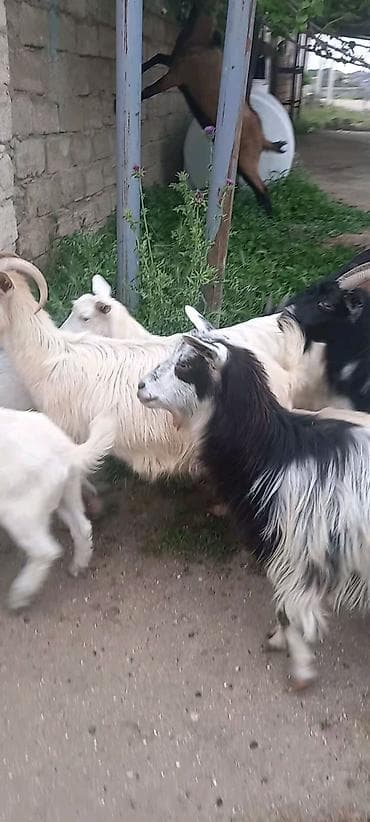 Keçilər, çəpişlər: Məhsul: Xırdabuynuzlu heyvan sürüsü Təsvir: salam hazir saģilan sudu — 3